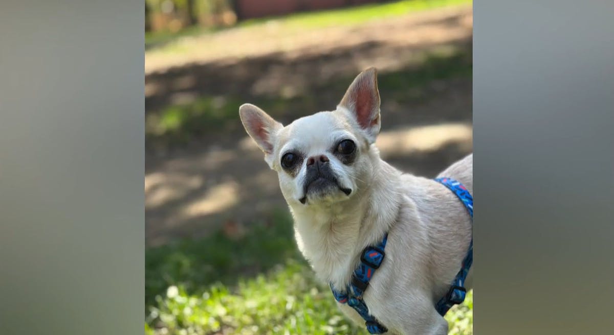 ¡Devuelvan a Luciano!: Joven encontró a perrito desaparecido y no quiere entregarlo