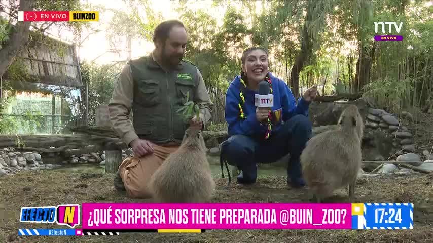¡Capibara Fest vuelve recargado! con Flinko en Buin Zoo | Efecto N