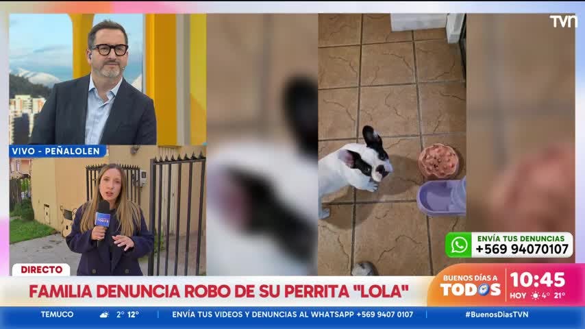 La angustiante búsqueda de "Lola", una perrita de 6 meses que fue robada