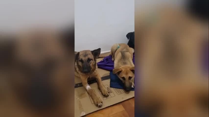 Denuncian envenenamiento de animales en el camino Hualpén-Chome