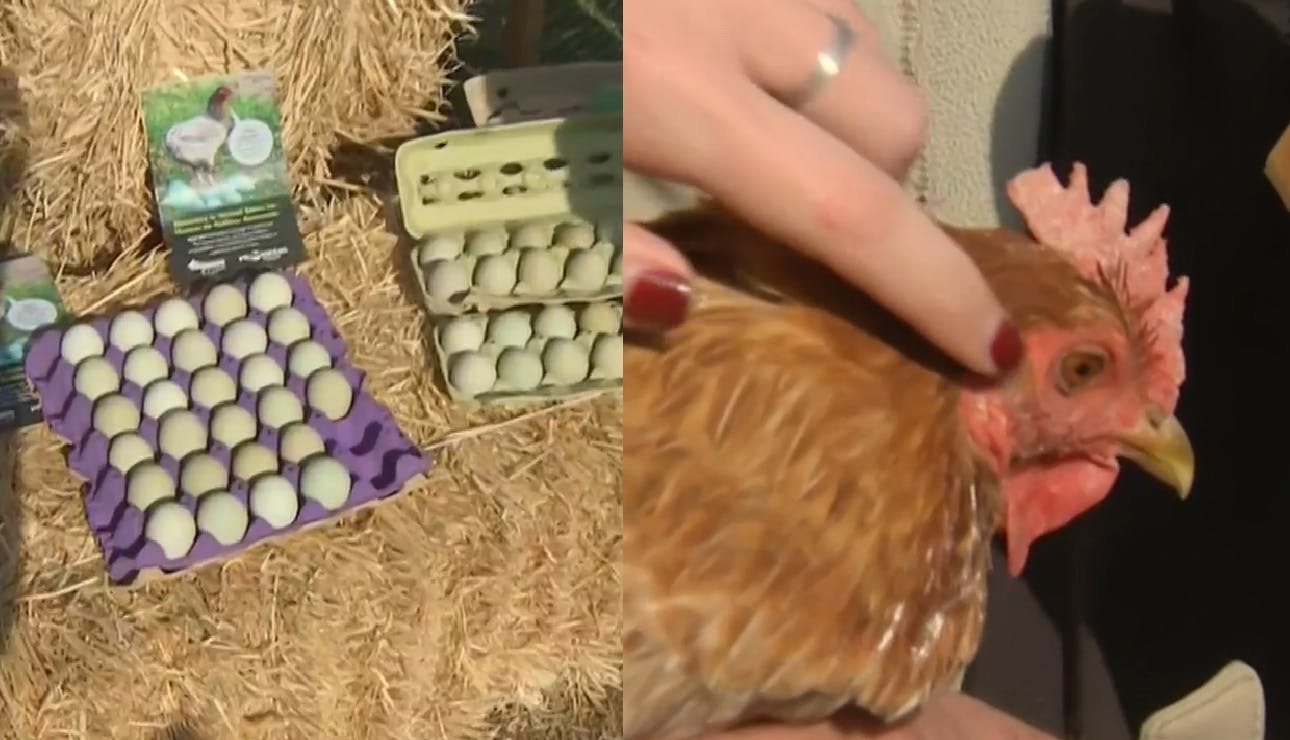 ¿Cuánto cuestan los huevos de gallinas azules y dónde conseguirlos? 