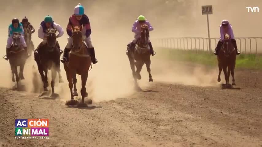 El caballo Despertares se enfrenta a una preocupante factura en una de sus patas