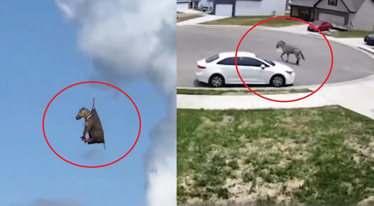 Así fue el espectacular rescate de cebra prófuga 
