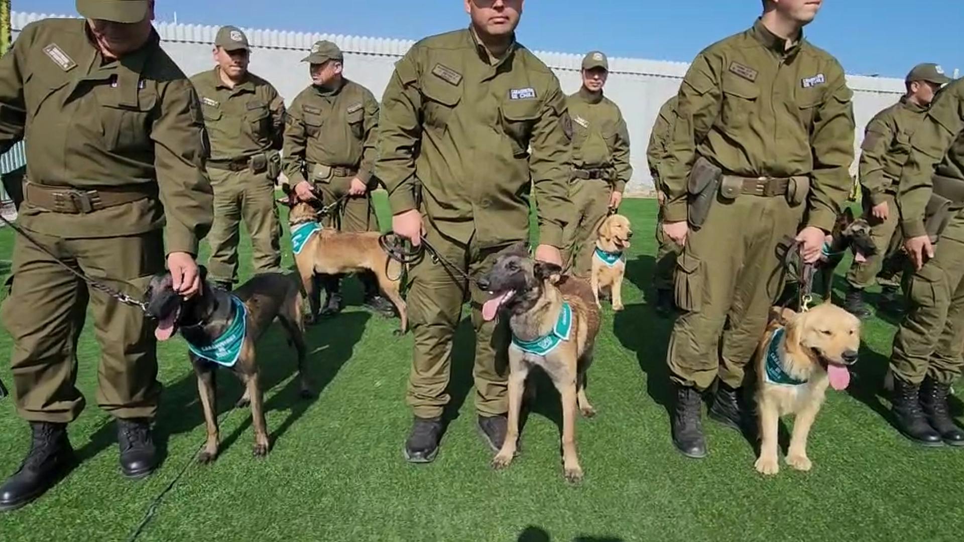 Perros policiales llegan a la región  para hacer su práctica “profesional” 