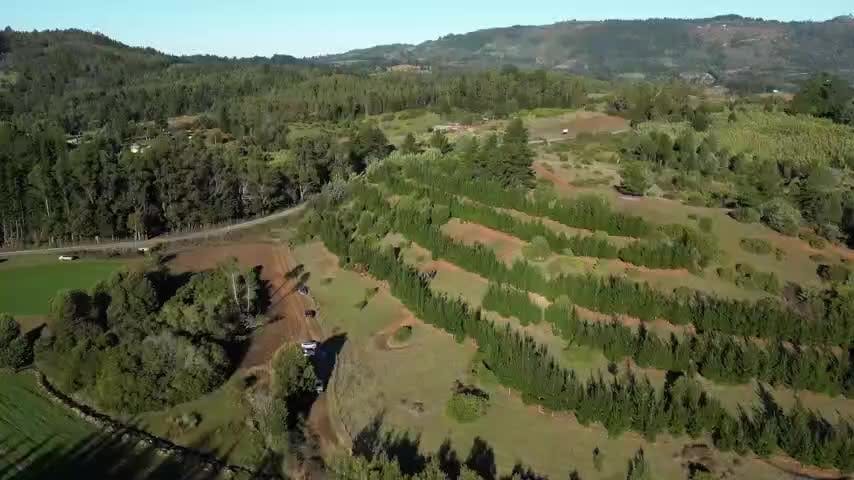 Implementan innovador modelo de reforestación en Florida