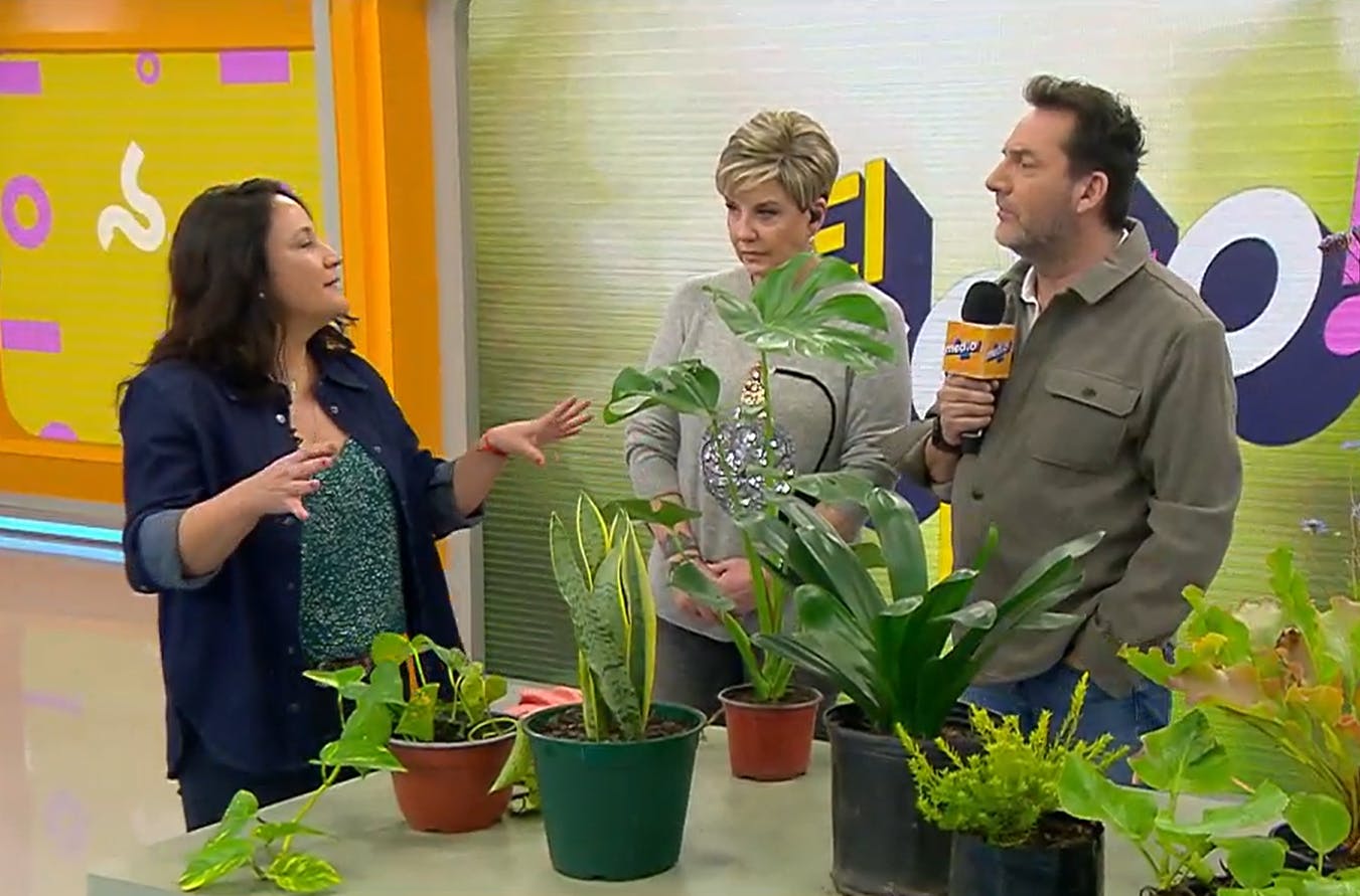 ¿De exterior o con poca luz? Aprenda los mejores consejos para cuidar sus plantas 