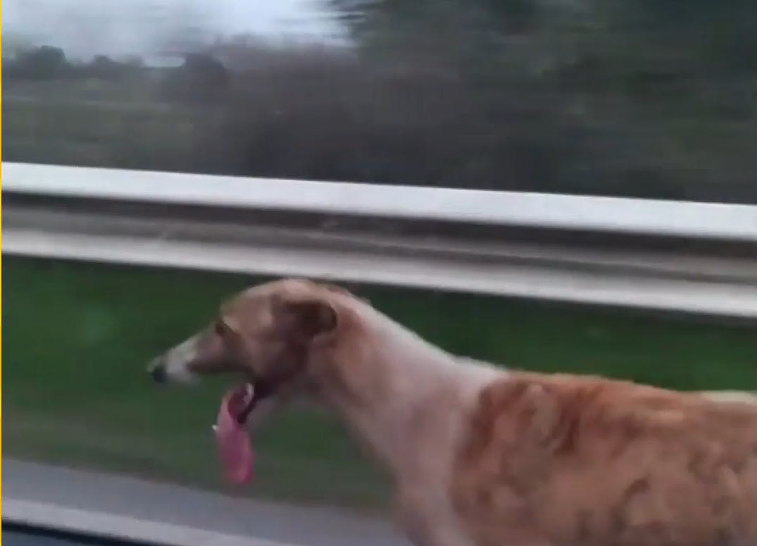 El momento en que Daniel Fuenzalida rescató a su perrito Sebastián 