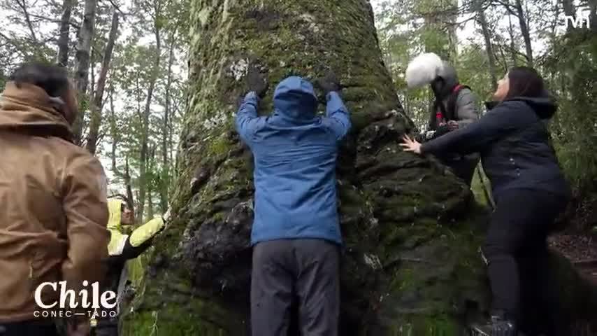 En búsqueda de las araucarias milenarias