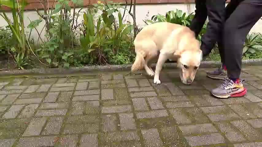 Lucía vuelve a casa: encuentran a perrita desaparecida en Concepción