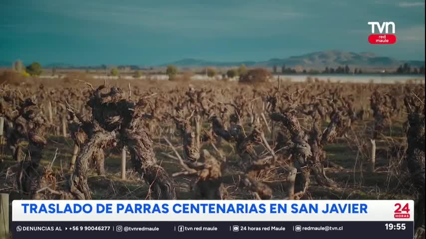 Trasladarán parras centenarias