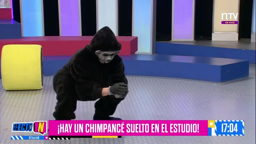 ¡Chimpancés y tiburones invaden el estudio de Efecto N!