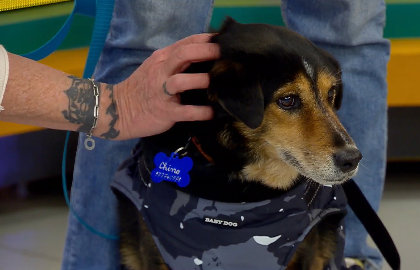 ¿Cómo cuidar a los perritos del frío? 