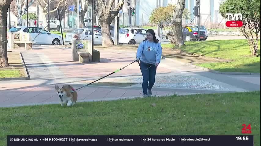 Maulinos celebran el día del perro