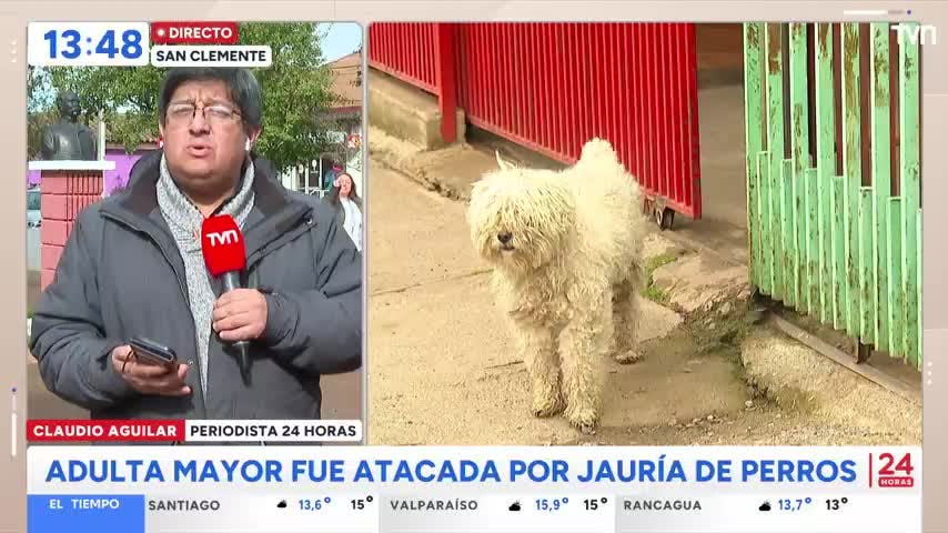 Más de 200 mordeduras de perros callejeros registra San Clemente este 2025