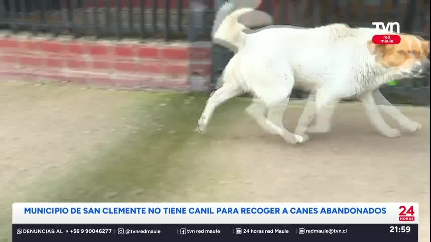 Perros callejeros de San Clemente registran mas de 200 ataques