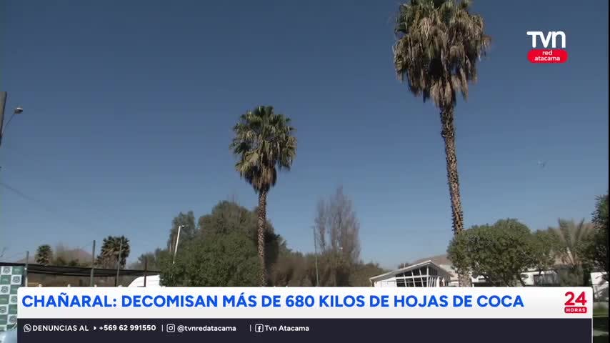 Chañaral: decomisan 680 kilos de hojas de coca