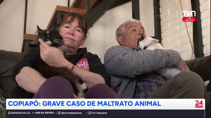 Copiapó: un detenido por maltrato animal
