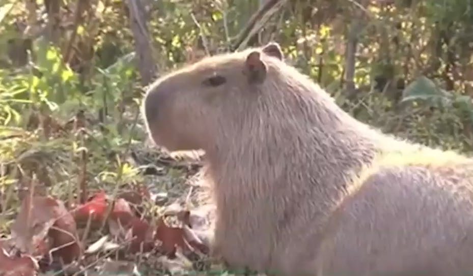¿Deportarán a los capibaras?: El plan de Argentina para controlar su sobrepoblación 