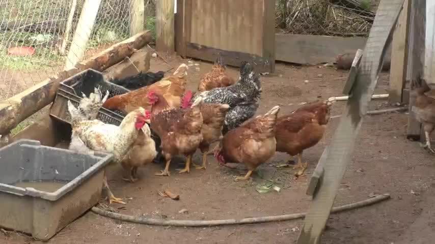 1.800 gallinas ponedoras llegan a Santa Juana