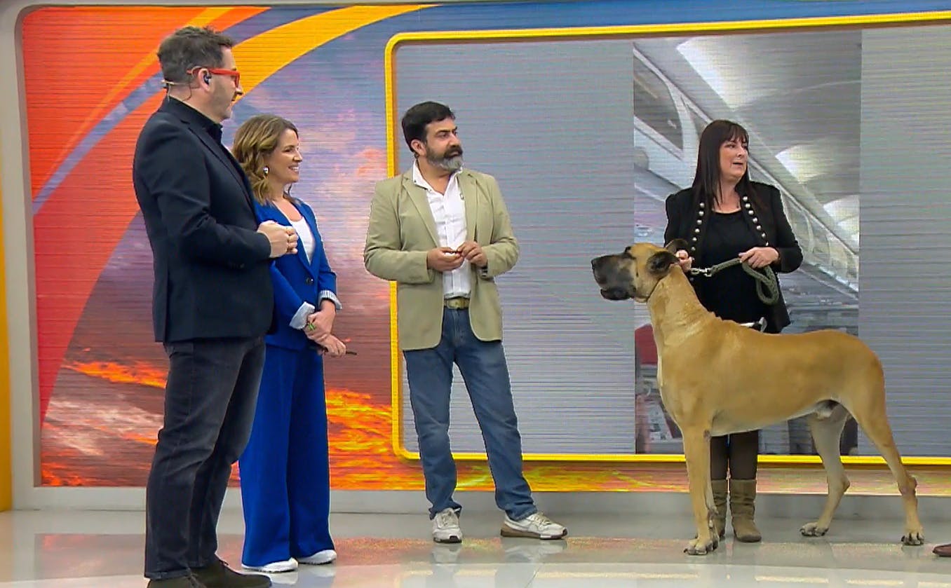 ¡Nos visitó Bono, uno de los perros más grandes de Chile! 