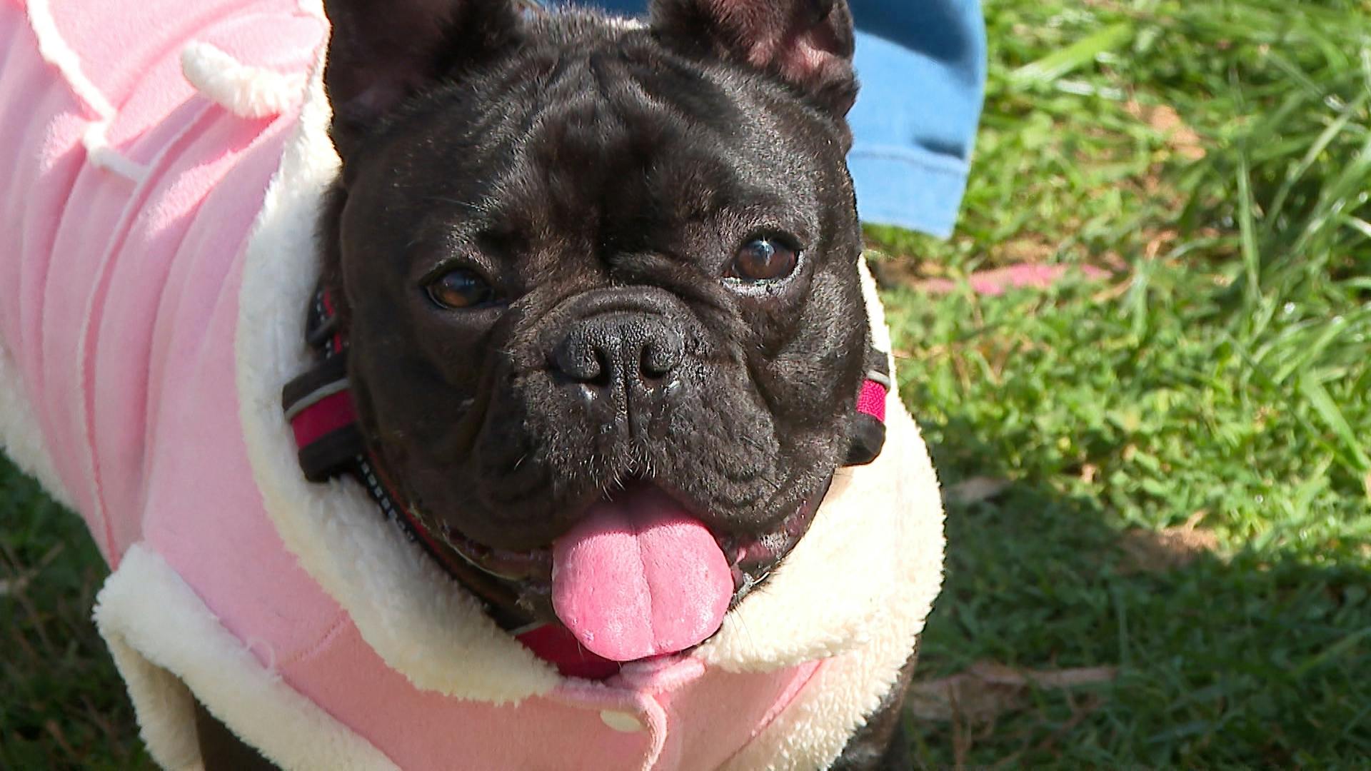 ¿Es recomendable abrigar a los perros en invierno?