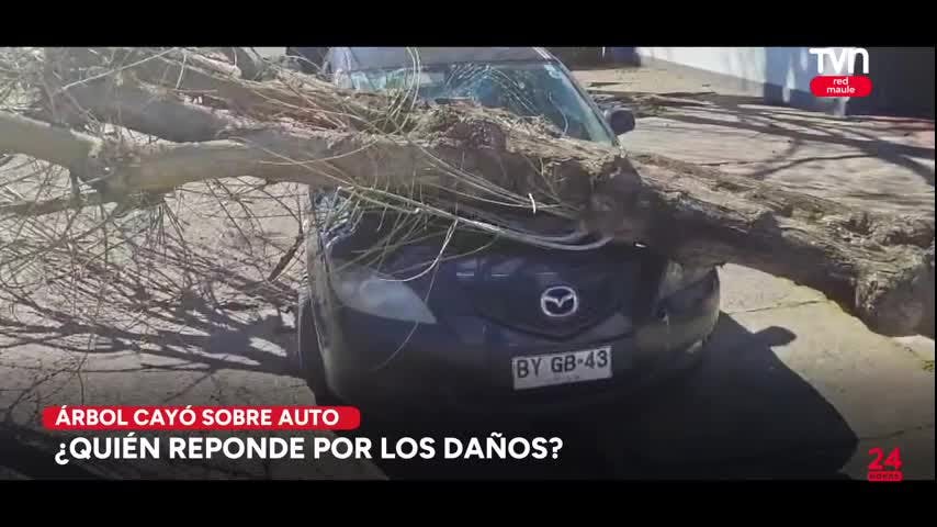 Viento generó problemas en algunos árboles