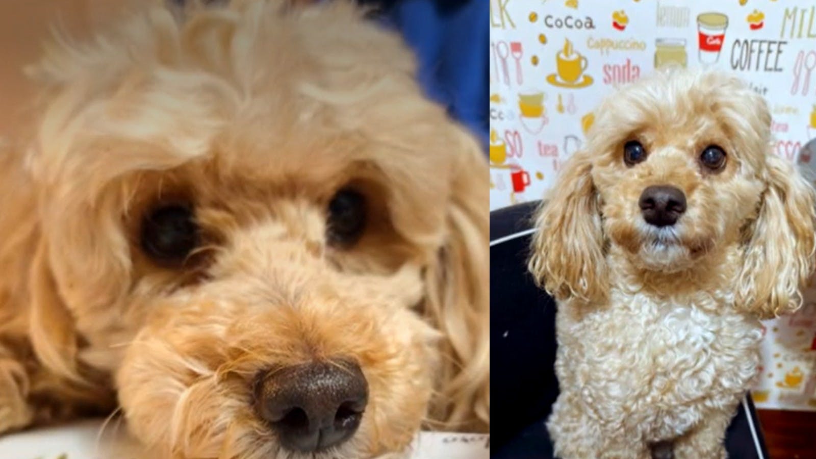 Desesperada búsqueda Cookie: Perrita escapó de veterinaria en Quilicura