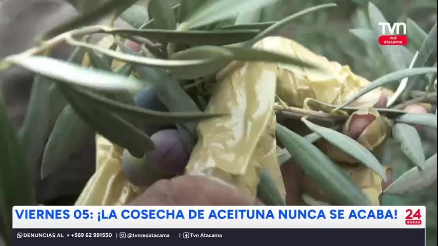 Diversos planes para disfrutar en la región