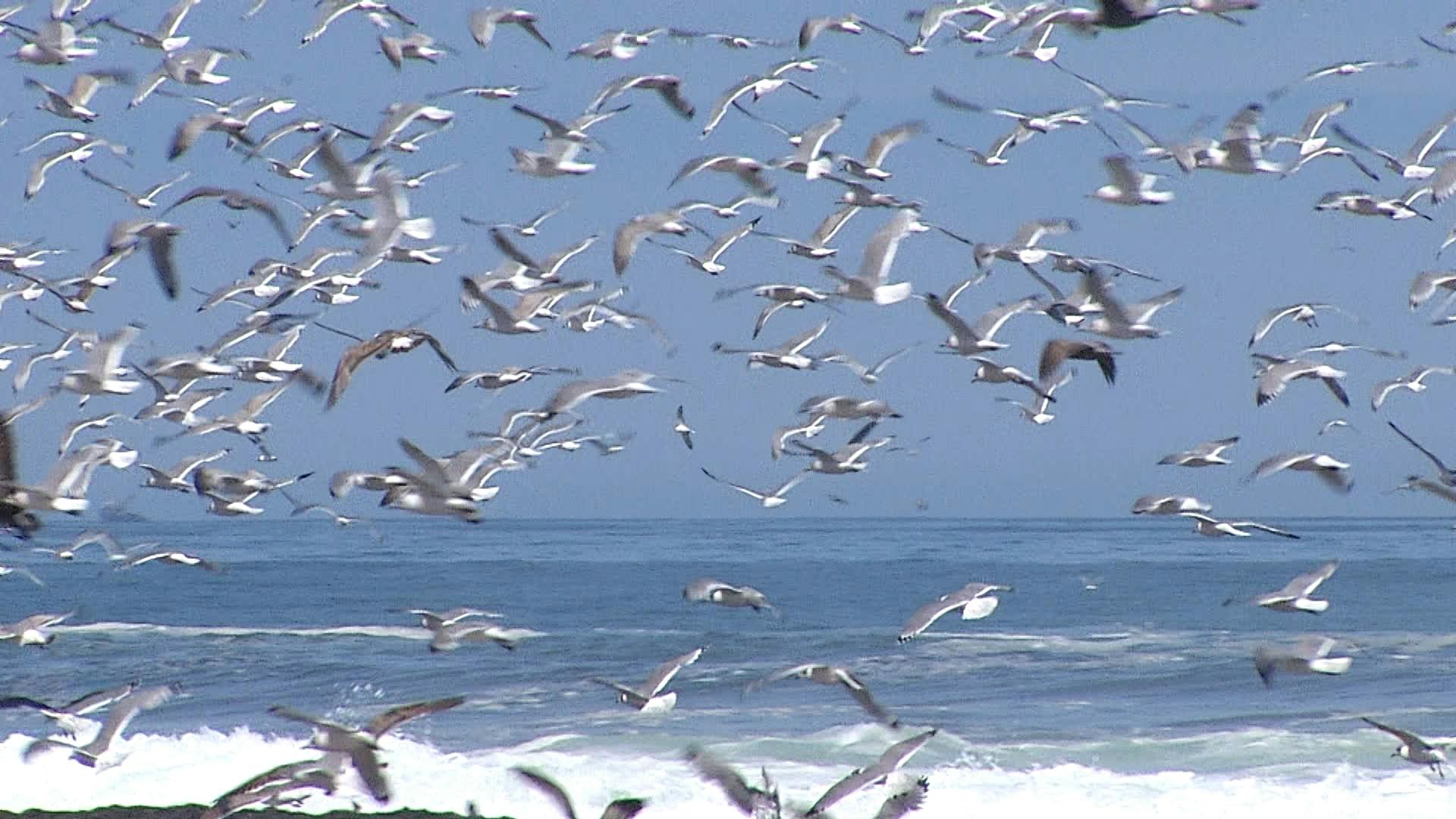 Estudio de experta de la UCN revela amenazas a aves playeras en Antofagasta 