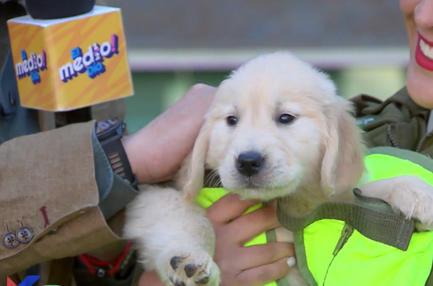 El increíble espectáculo y trucos de los perritos de carabineros