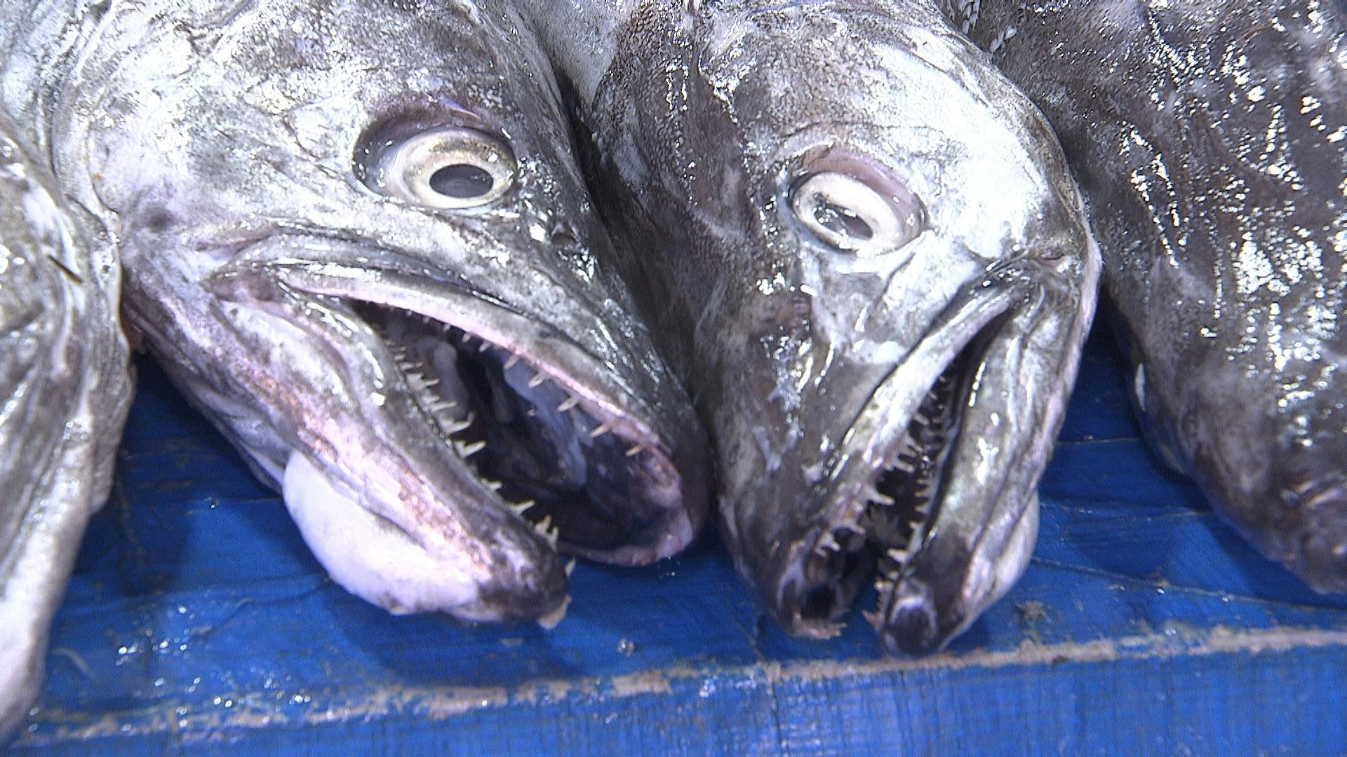 El pescado aparece como opción para el 18