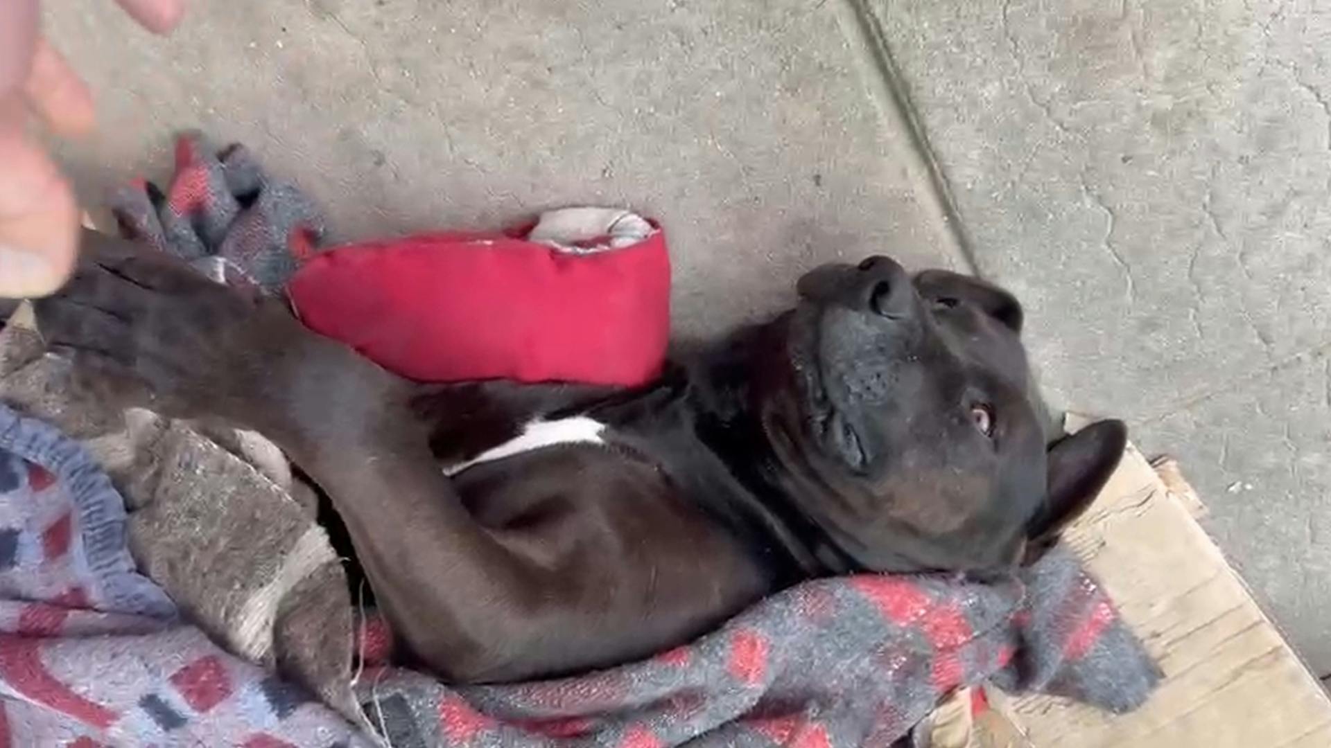 Presentan querella por asesinato de perro comunitario