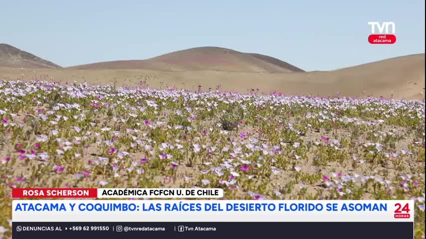 Los primeros brotes del Desierto Florido