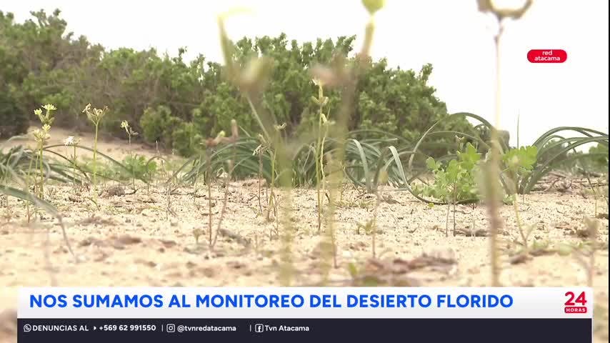 Nos sumamos al monitoreo del Desierto Florido