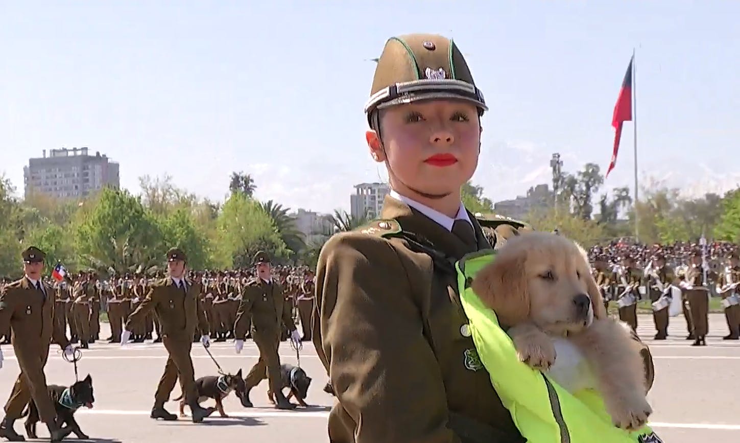 Peludos y queridos: El desfile de los perritos junto a Carabineros en la Parada Militar 2025