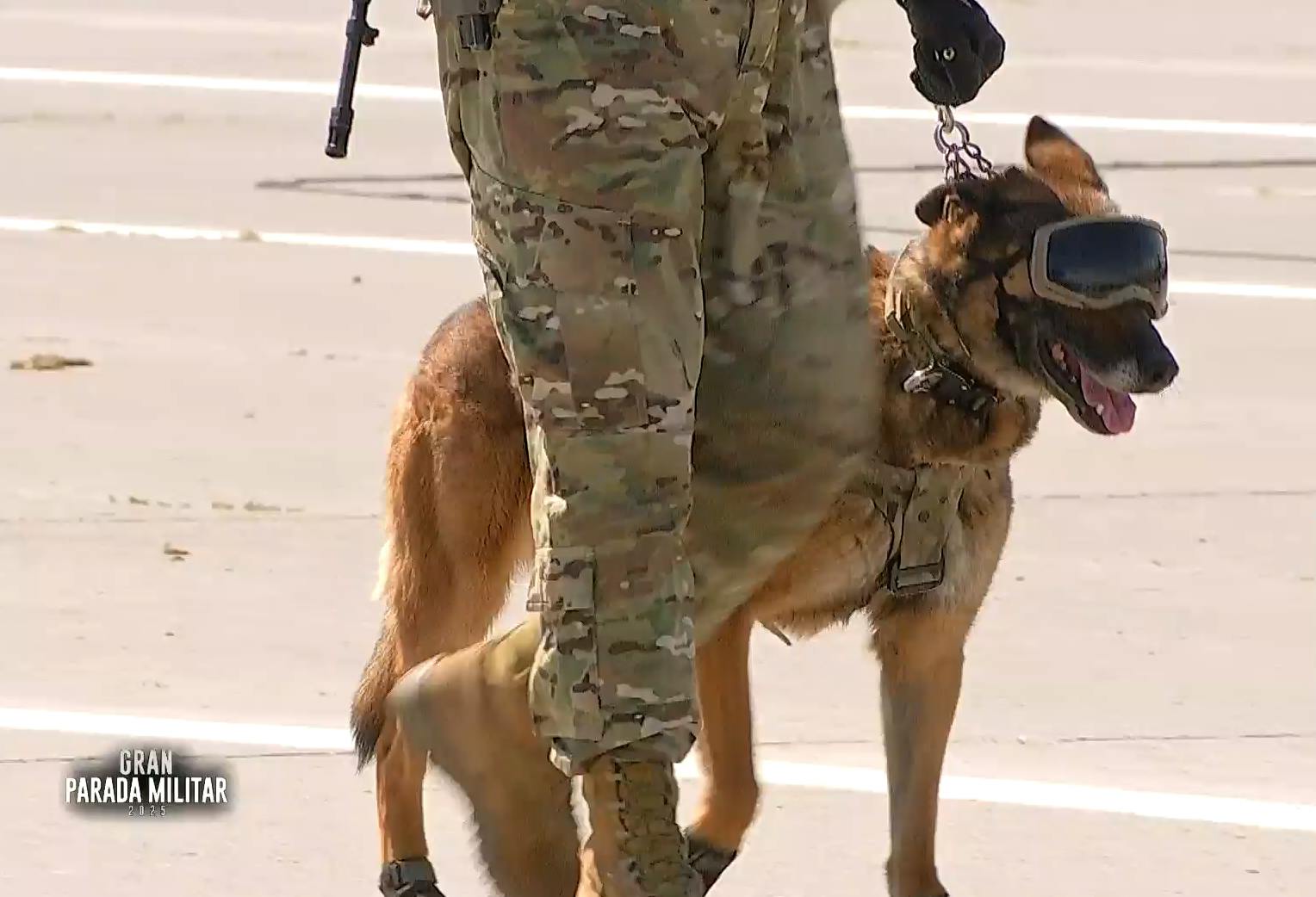 ¡Un verdadero soldado! Drako, el perrito que se despide del Ejército de Chile en la Parada Militar 2025