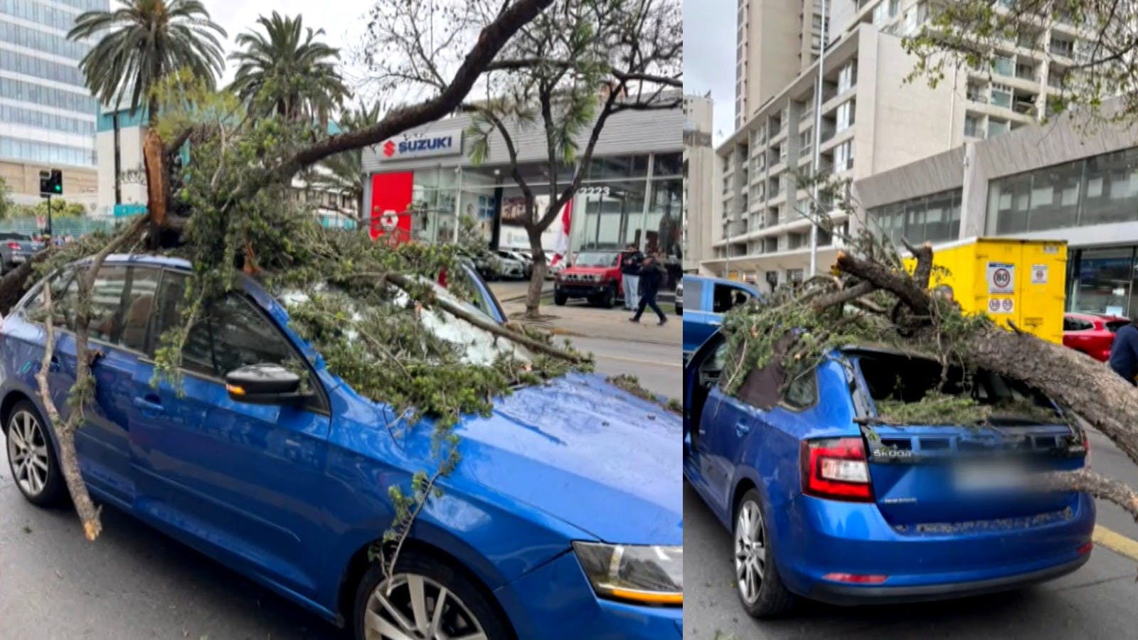 ¡Salvo de milagro! ¿Quién responde por la caída de un árbol sobre un auto? 