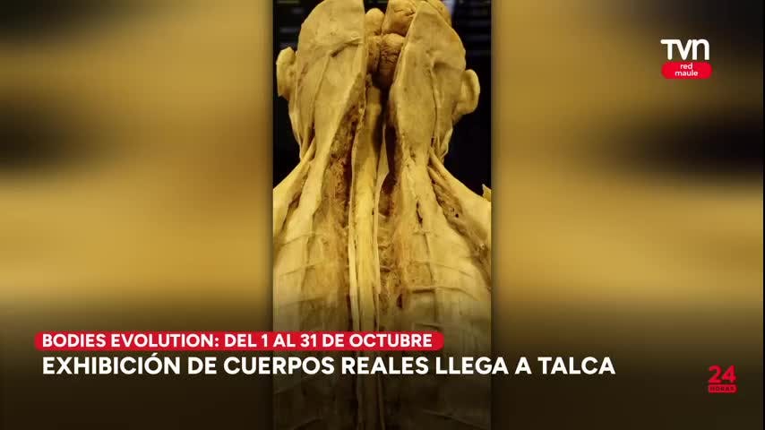 Exhibición de cuerpos humanos reales llega a Talca