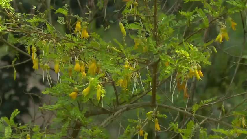 La ciencia devolvió a Rapanui al Toromiro, árbol extinto de la isla