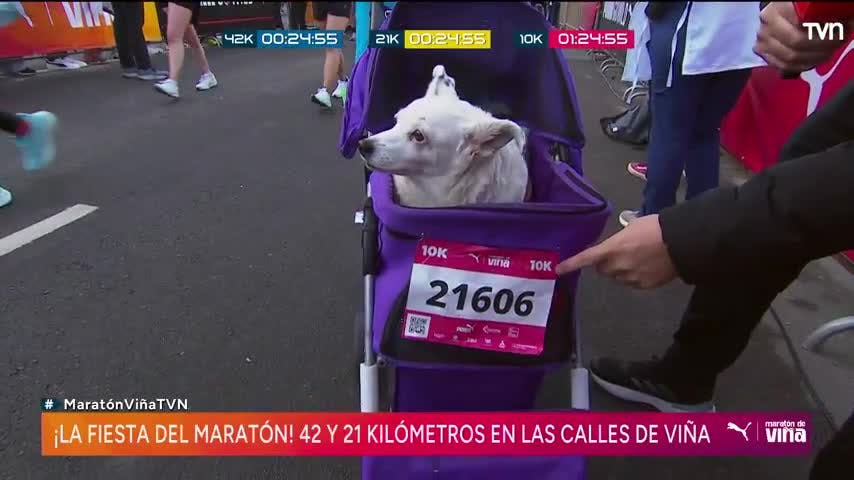 "Ella me rescató": Competidora corrió los 10K junto a  su perrita de 18 años