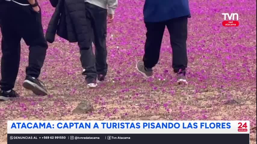 Captan a turistas pisando las flores