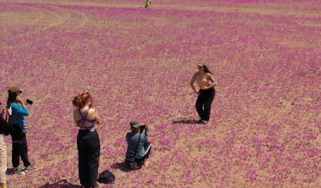 Los porfiados que no aprenden: Los destrozos de turistas en el desierto florido