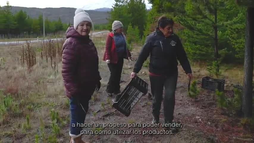 Innovadores Invisibles en NTV: El colectivo Patagón Intensa y la recolección de Rosa Mosqueta
