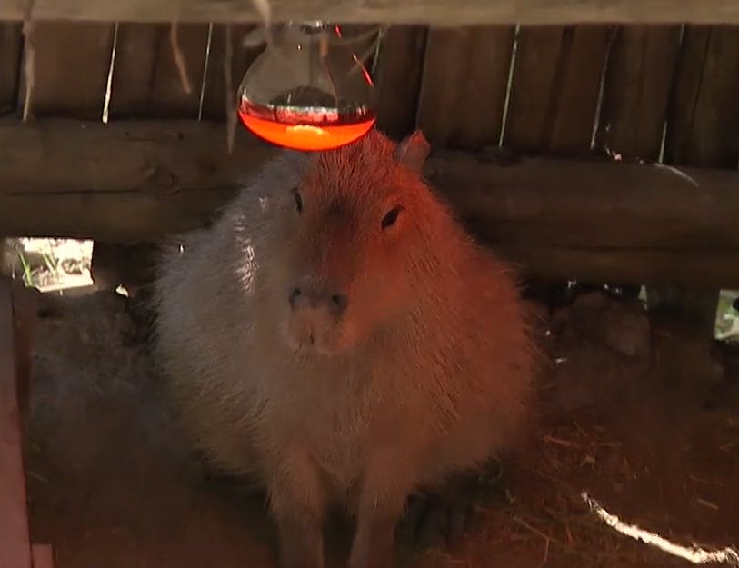 ¡Conocimos a los capibaras del Buin Zoo! 