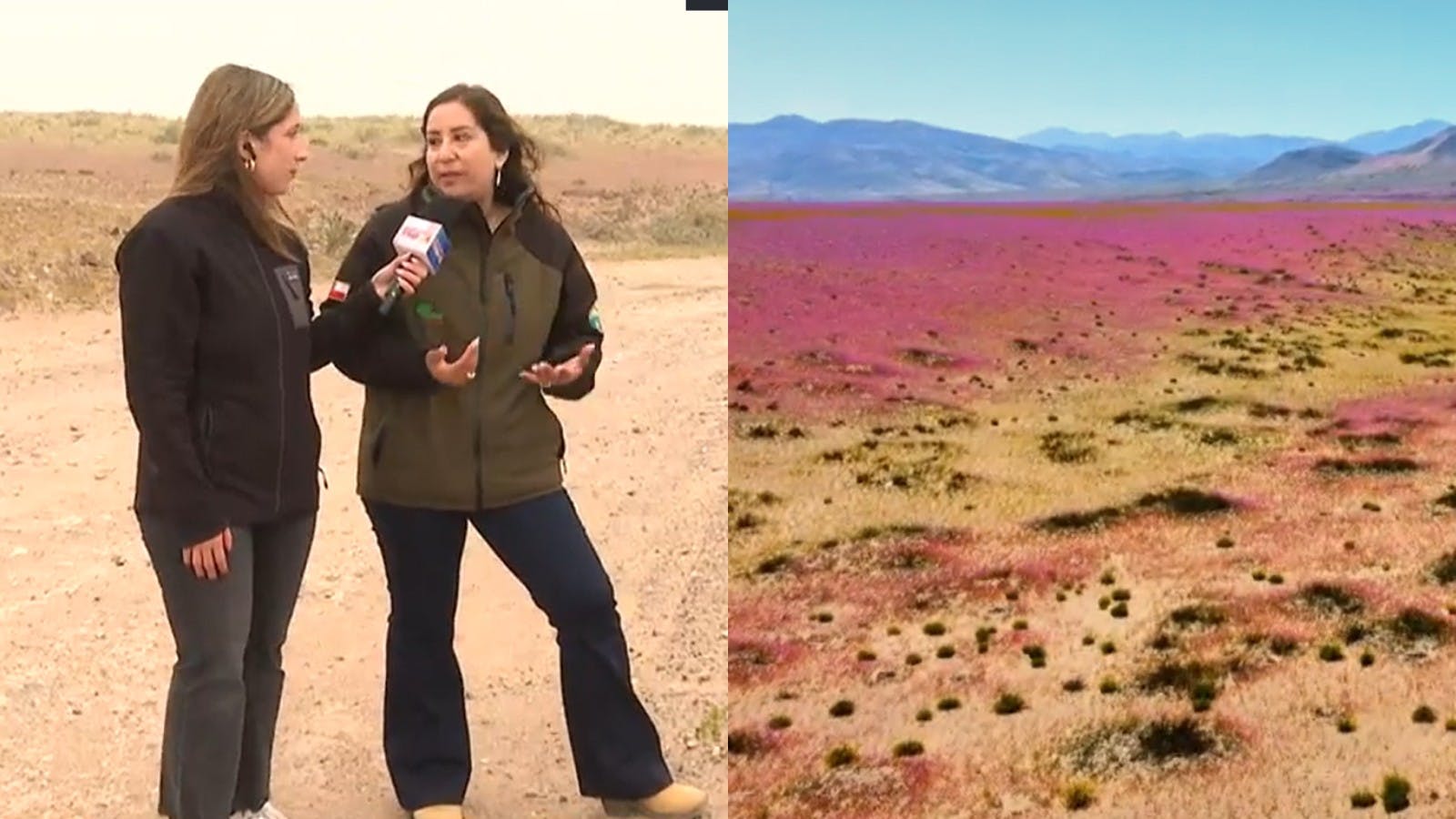 Un espectáculo único: ¡Llegamos hasta el desierto florido! 
