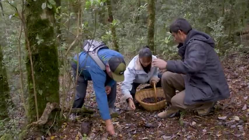 Tesoros Naturales en NTV: "Avellano"