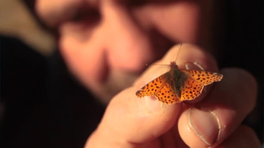 Selva Viva Patagonia: En Búsqueda de la Mariposa del Millón de Dólares 