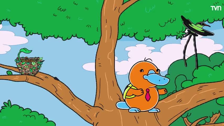 Hola Flinko de NTV: "Colibrí Piquirrojo"