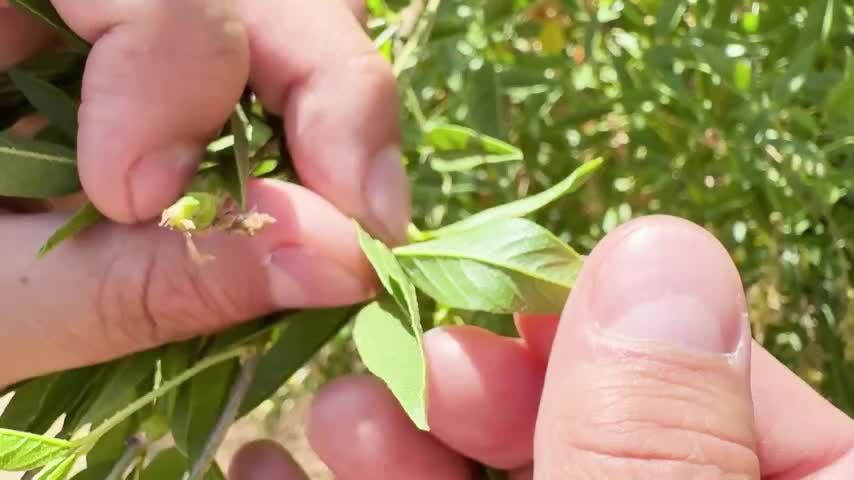 Tesoros Naturales en NTV: El Culen