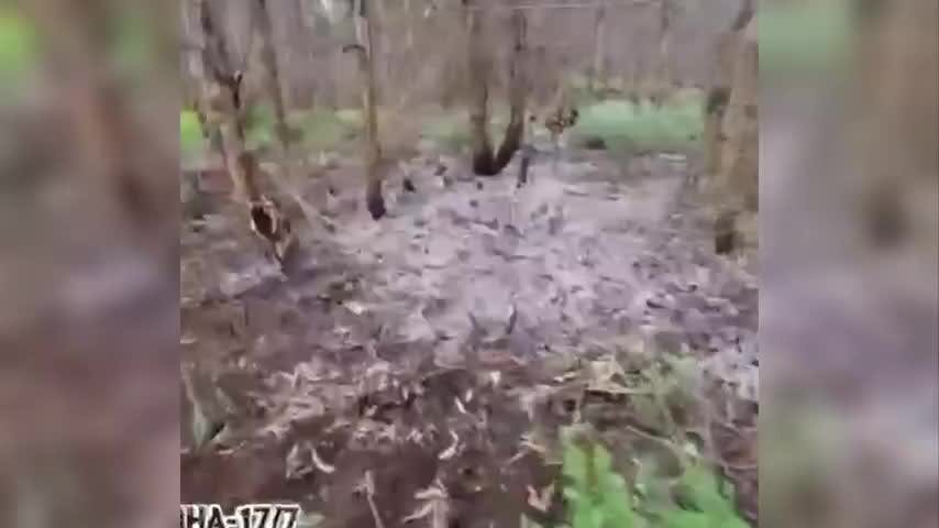 Desconocidos prendieron fuego a plantación a metros de la Villa Alto Montahue en Penco